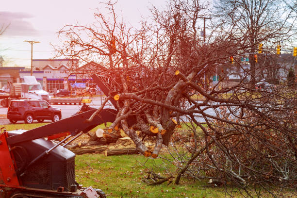 Professional Tree Care in Benbrook, TX